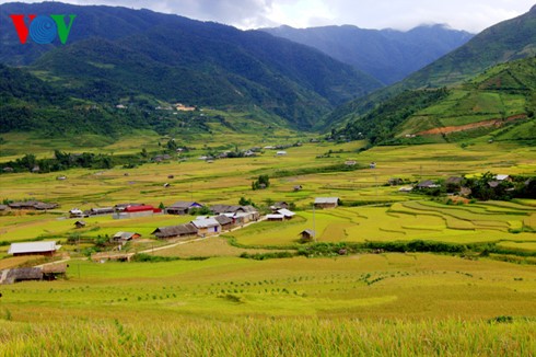 Reisernte in Mu Cang Chai - ảnh 12