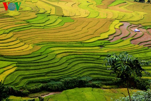 Reisernte in Mu Cang Chai - ảnh 1