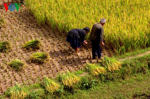 Reisernte in Mu Cang Chai - ảnh 2