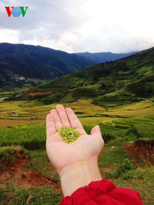 Reisernte in Mu Cang Chai - ảnh 3