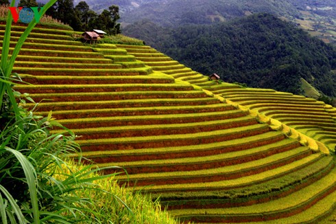 Reisernte in Mu Cang Chai - ảnh 6