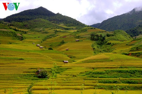 Reisernte in Mu Cang Chai - ảnh 7