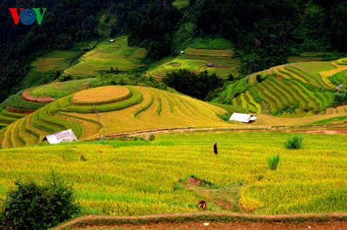 Reisernte in Mu Cang Chai - ảnh 8