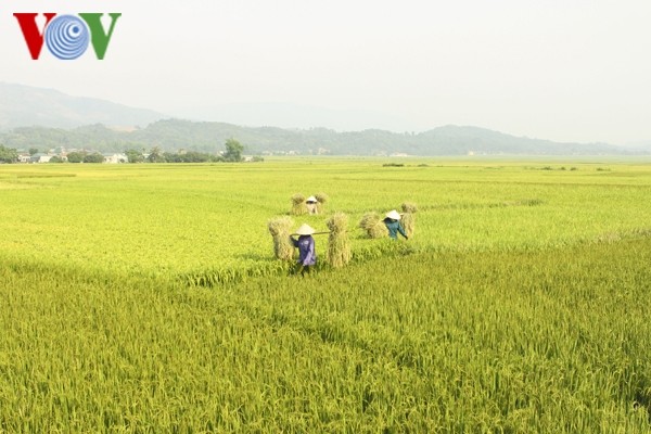 FAO prognostiziert, dass Vietnam zu den fünf weltweit größten Reisproduzenten zählt - ảnh 1