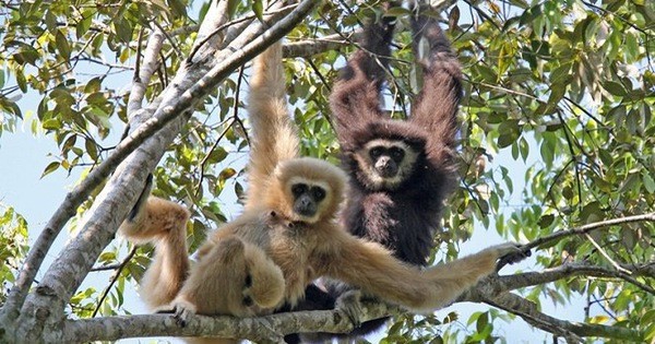 Die prächtige Schönheit von Global Geopark Cao Bang - ảnh 7