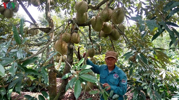 Entwicklung des Modells über Anbau von Obstsorten in Kaffee-Gärten zur Anpassung an Klimawandel - ảnh 1