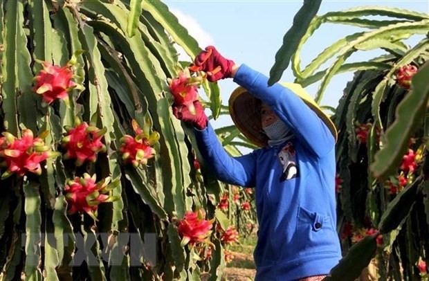 EVFTA eröffnet Geschäftsmöglichkeiten für Belgien und Vietnam - ảnh 1