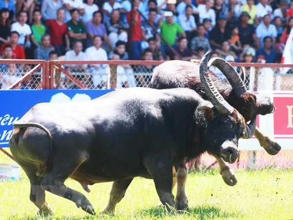 Verschiebung des Wasserbüffelkampfes Do Son wegen der Covid-19-Epidemie - ảnh 1