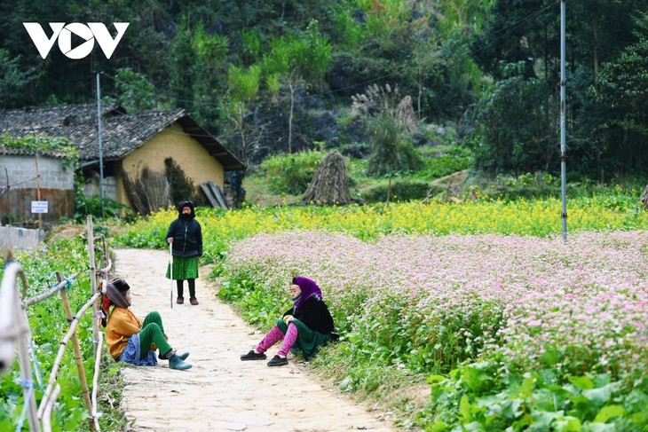 Faszinierende Farbe des echten Buchweizen in Ha Giang - ảnh 10