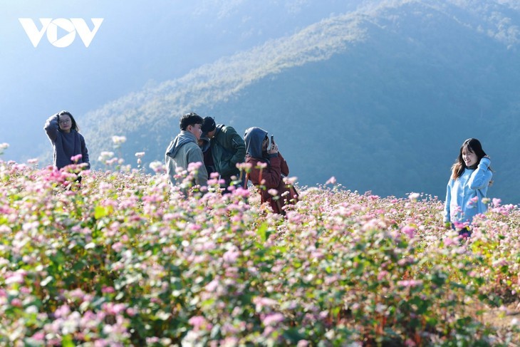 Faszinierende Farbe des echten Buchweizen in Ha Giang - ảnh 14