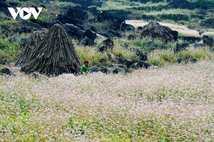 Faszinierende Farbe des echten Buchweizen in Ha Giang - ảnh 3