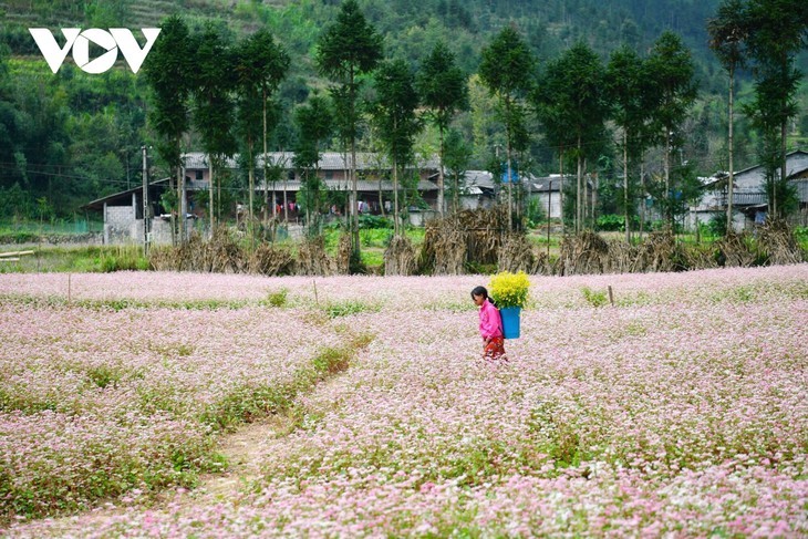 Faszinierende Farbe des echten Buchweizen in Ha Giang - ảnh 7