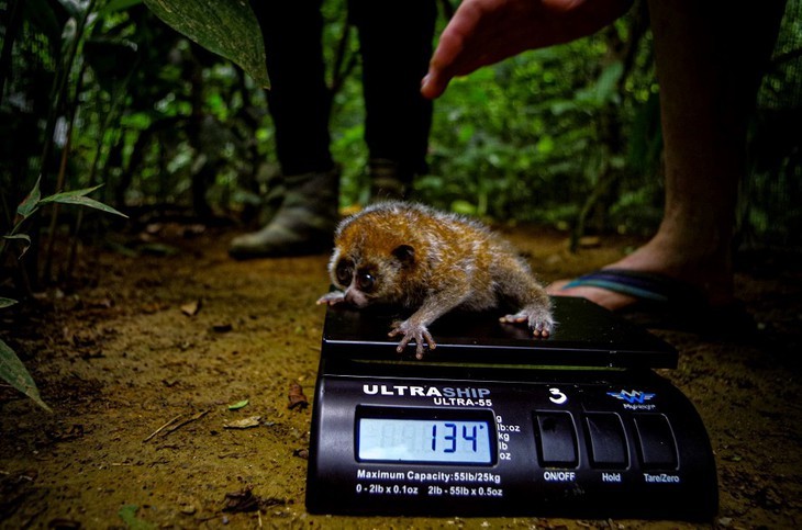 Cuc Phuong – Führender Nationalpark in Asien 2021 - ảnh 11