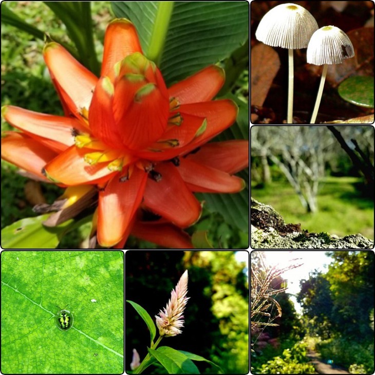 Cuc Phuong – Führender Nationalpark in Asien 2021 - ảnh 8