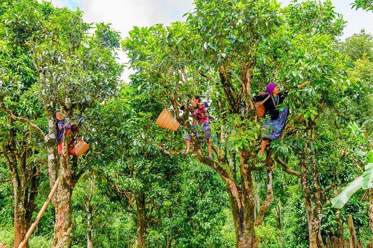 Die Schönheit des Kreises Tua Chua in der Provinz Dien Bien - ảnh 13