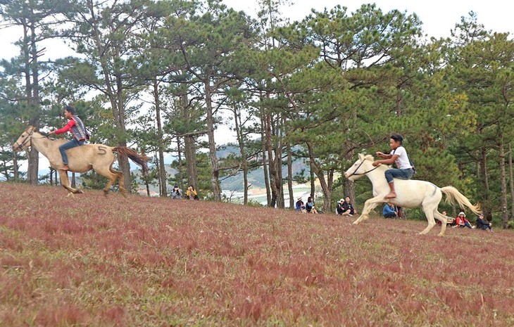 Das Pferderennen ohne Sattel anlässlich des Blumenfestivals Da Lat - ảnh 1