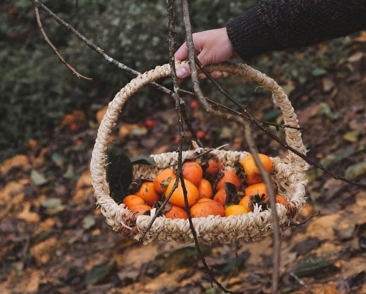 Die Kaki-Saison auf dem Moc Chau-Plateau - ảnh 13