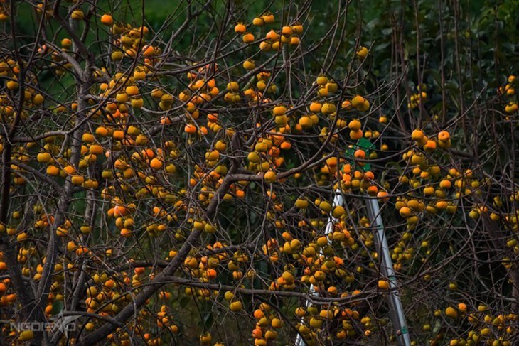 Die Kaki-Saison auf dem Moc Chau-Plateau - ảnh 2