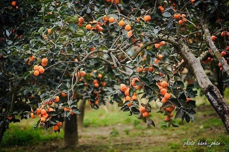Die Kaki-Saison auf dem Moc Chau-Plateau - ảnh 3