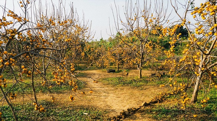 Die Kaki-Saison auf dem Moc Chau-Plateau - ảnh 5