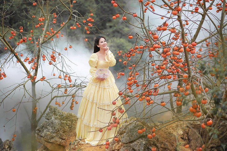 Die Kaki-Saison auf dem Moc Chau-Plateau - ảnh 8