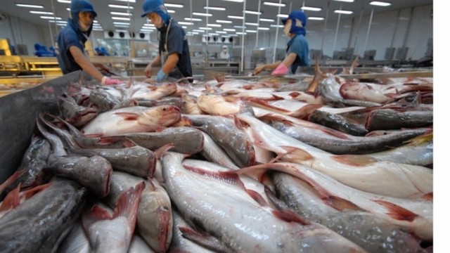 Der vietnamesische Pangasius ist in mehr als 140 Märkte präsent - ảnh 1