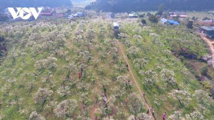 Pflaumenblüten auf dem Plateau von Moc Chau - ảnh 1