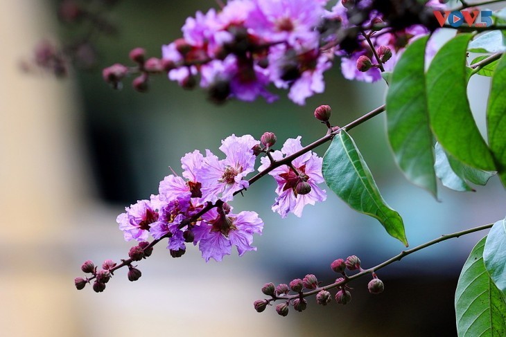 Die romantische Lila-Königinblume auf den Straßen von Hanoi - ảnh 2