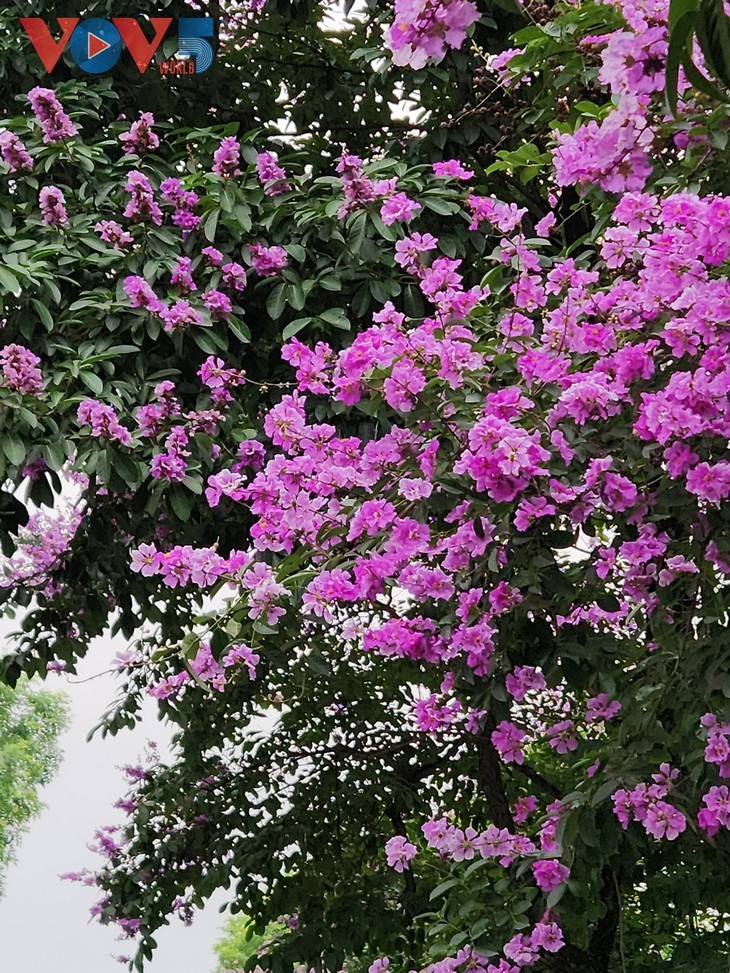 Die romantische Lila-Königinblume auf den Straßen von Hanoi - ảnh 3