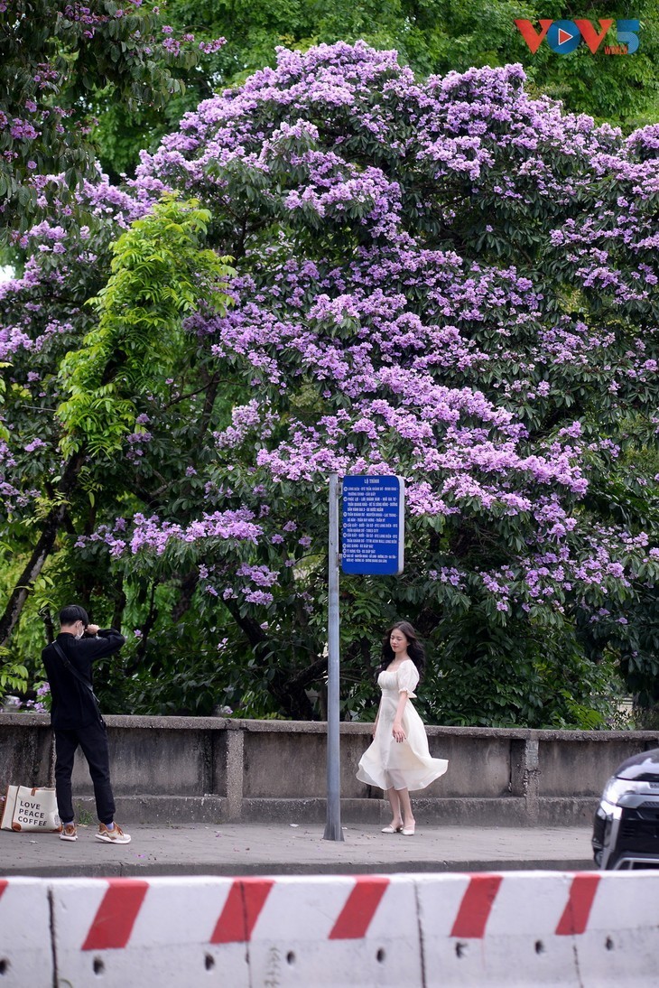 Die romantische Lila-Königinblume auf den Straßen von Hanoi - ảnh 8