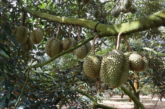 Das zweite Durian-Festival findet Ende August in Krong Pac statt - ảnh 1