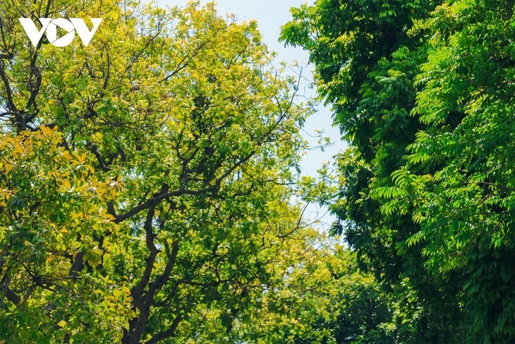 Die sanfte Schönheit des Herbstes in Hanoi - ảnh 2