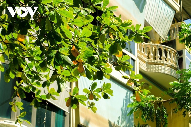 Die sanfte Schönheit des Herbstes in Hanoi - ảnh 5