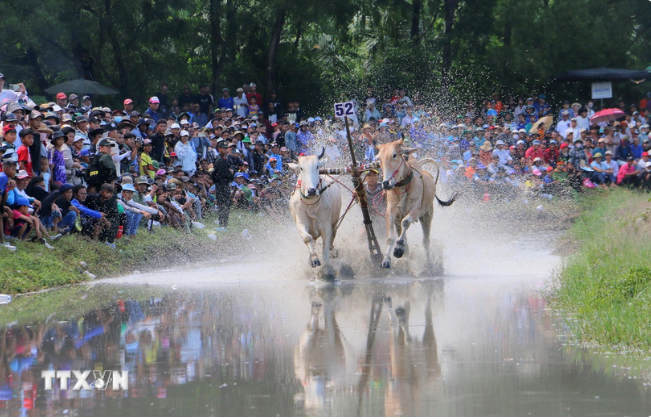 Ochsenrennen-Fest Bay Nui: Schönheit der traditionellen Kultur der Volksgruppe Khmer in Südvietnam - ảnh 1