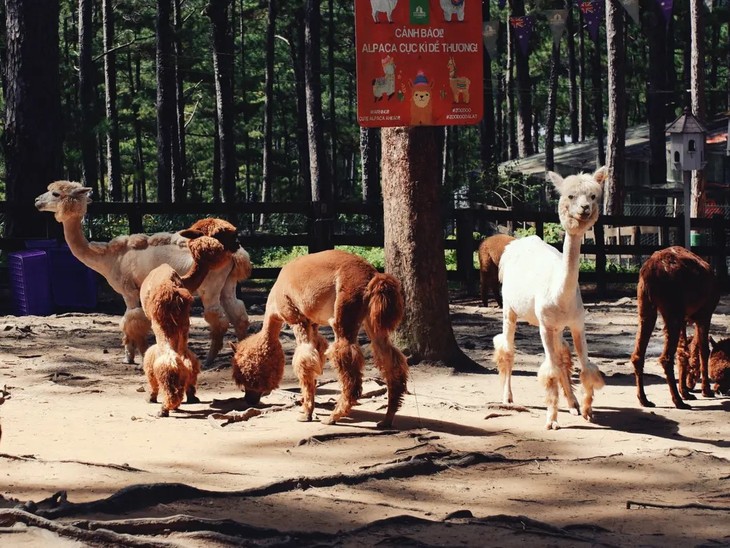 Ein Tag im Zoodoo-Zoo: Unvergessliches Erlebnis in Da Lat - ảnh 2
