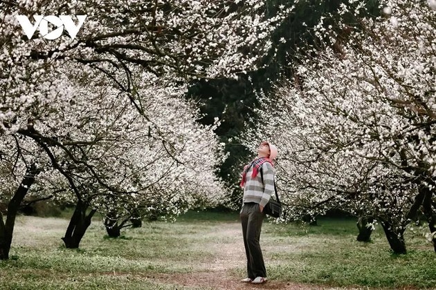 Winterblumen auf dem Moc-Chau-Plateau - ảnh 4