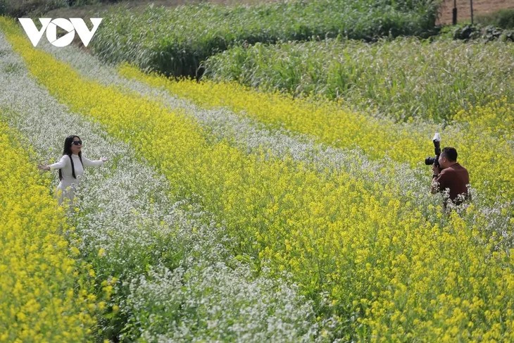 Winterblumen auf dem Moc-Chau-Plateau - ảnh 6