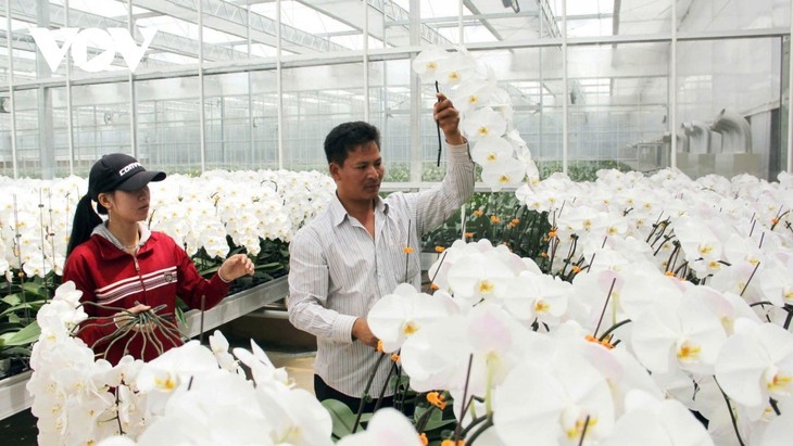 Großer Fortschritt im Agrargebiet Don Duong - ảnh 3