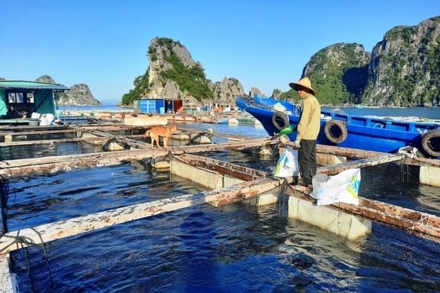 꽝닌성, 지속가능한 해양 수산물 양식의 대표적인 모델 - ảnh 1