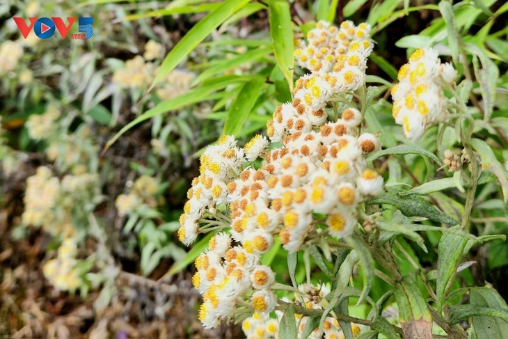 끼꼬안산(Ky Quan San) – 바익목르엉뜨(Bạch Mộc Lương Tử) 정상에서 구름과 사진 찍기 - ảnh 15