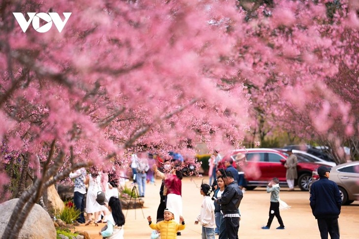 베트남 떠이응우옌 고원 망덴 관광지, 을사년 설 연휴에 20만 명 관광객 유치 - ảnh 1