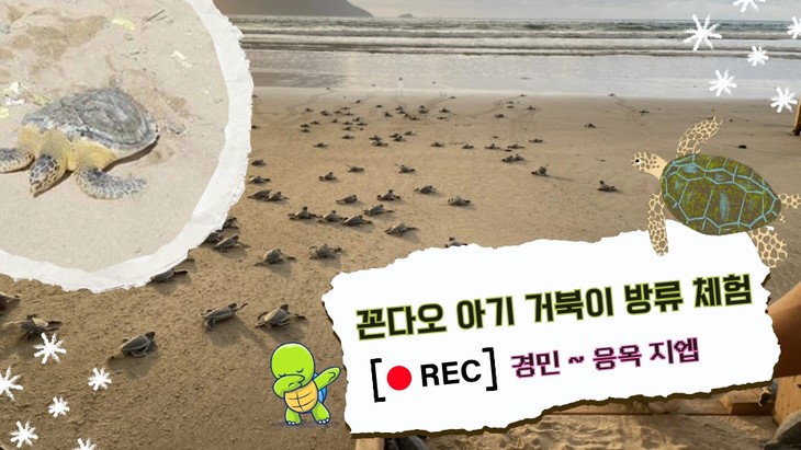 꼰다오 아기 거북이 방류 체험 - ảnh 1