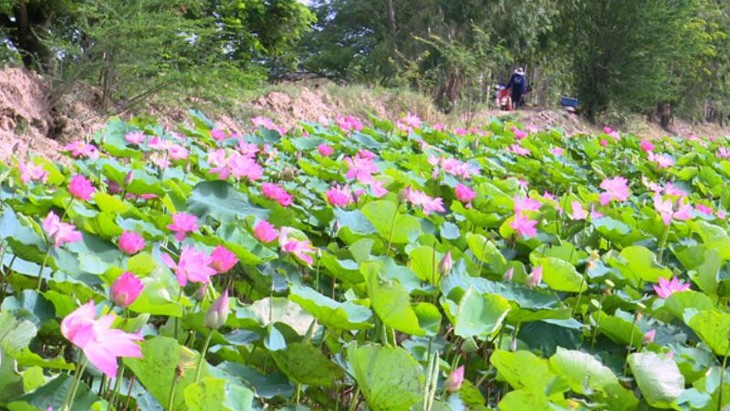 동탑 – 만발하는 연꽃의 고장 - ảnh 1