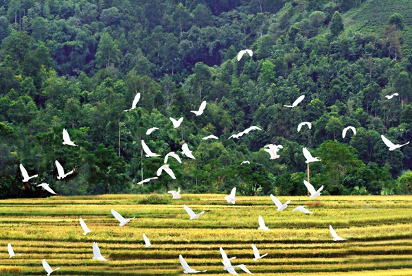 북부지방 자장가의 울림 - ảnh 1