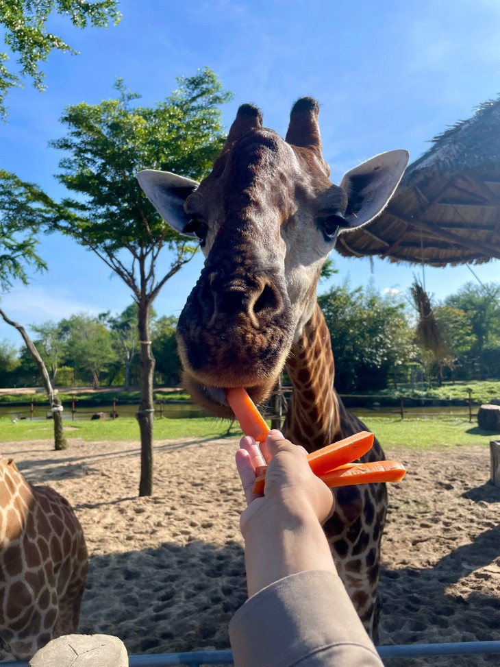 남호이안 리버 사파리 탐험 – 흥미진진한 야생의 세계 - ảnh 2