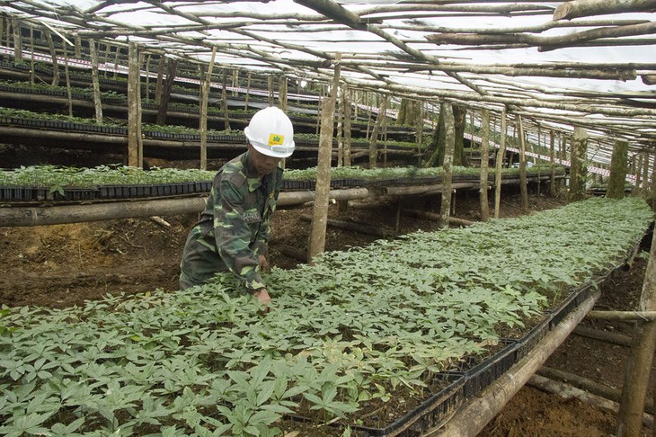 Kon Tum: ឧបត្ថម្ភពូជយ៉ិនសិន Ngoc Linh ចំនួន៤៦.៥០០ដើមជូនដល់ប្រជាជន - ảnh 1