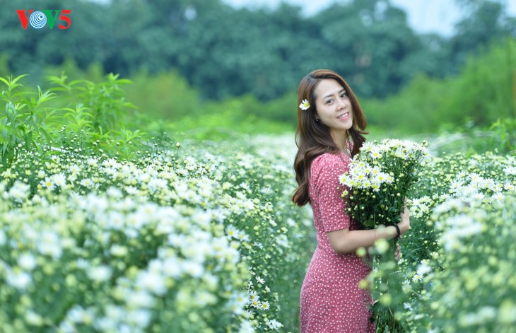 រដូវផ្កាគ្រីសាន (Chrysanthemum) Hoa mi (ហាកមី) រីកនៅទីក្រុងហាណូយ - ảnh 10