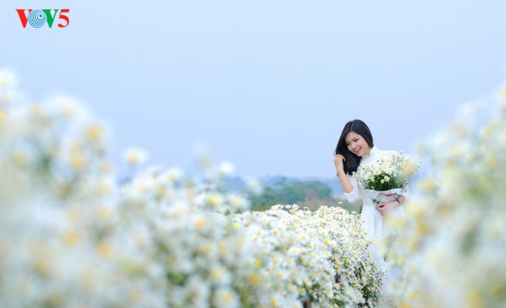 រដូវផ្កាគ្រីសាន (Chrysanthemum) Hoa mi (ហាកមី) រីកនៅទីក្រុងហាណូយ - ảnh 12