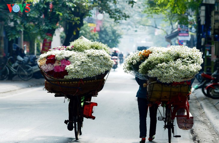 រដូវផ្កាគ្រីសាន (Chrysanthemum) Hoa mi (ហាកមី) រីកនៅទីក្រុងហាណូយ - ảnh 14