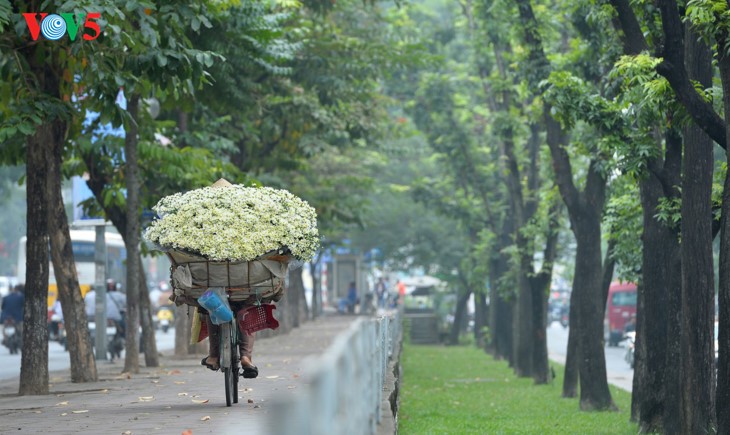 រដូវផ្កាគ្រីសាន (Chrysanthemum) Hoa mi (ហាកមី) រីកនៅទីក្រុងហាណូយ - ảnh 15